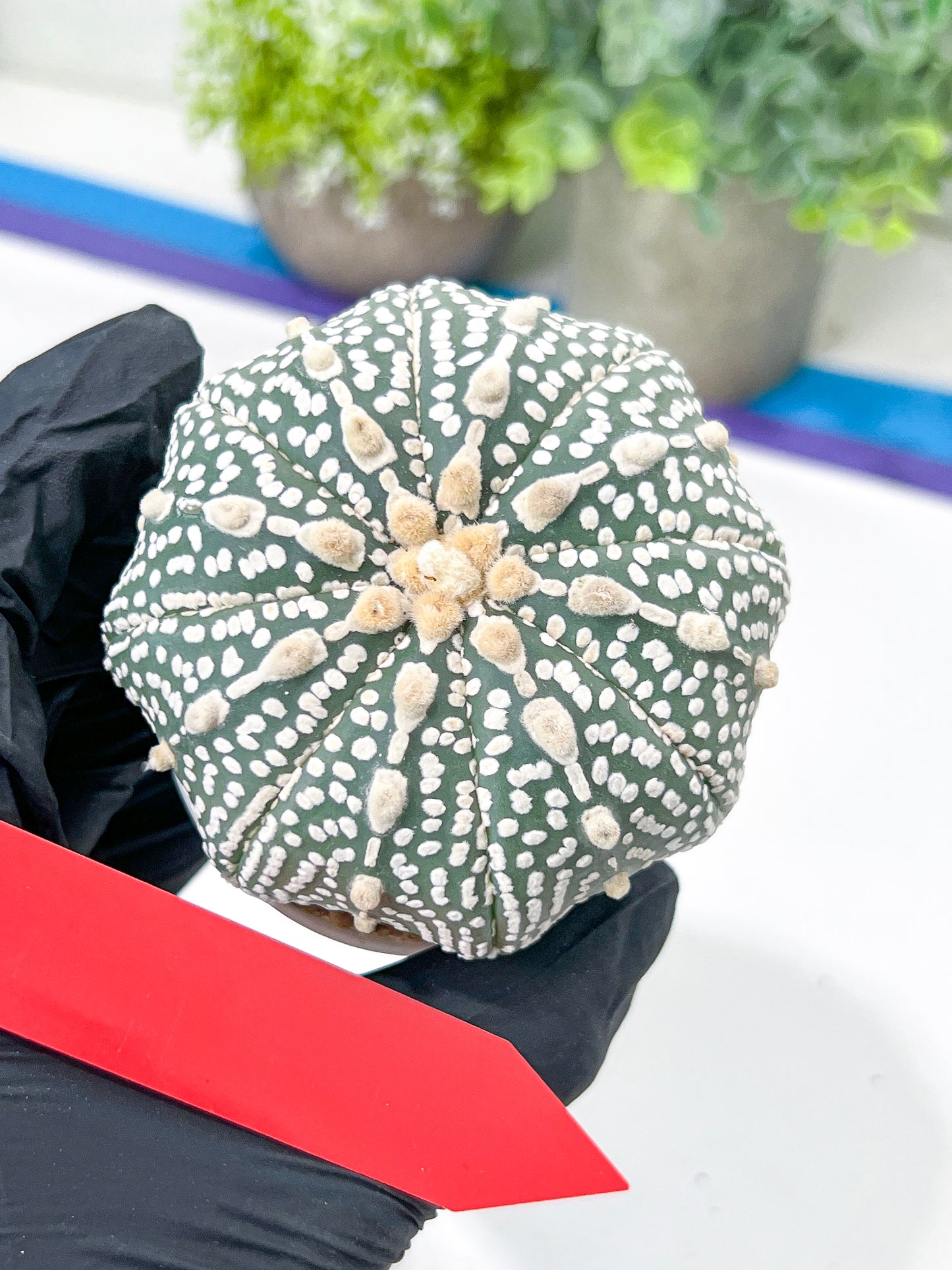 Astrophytum Super Kabuto (#T7B) | Las Vegas Botanical Shop | 3" Pot