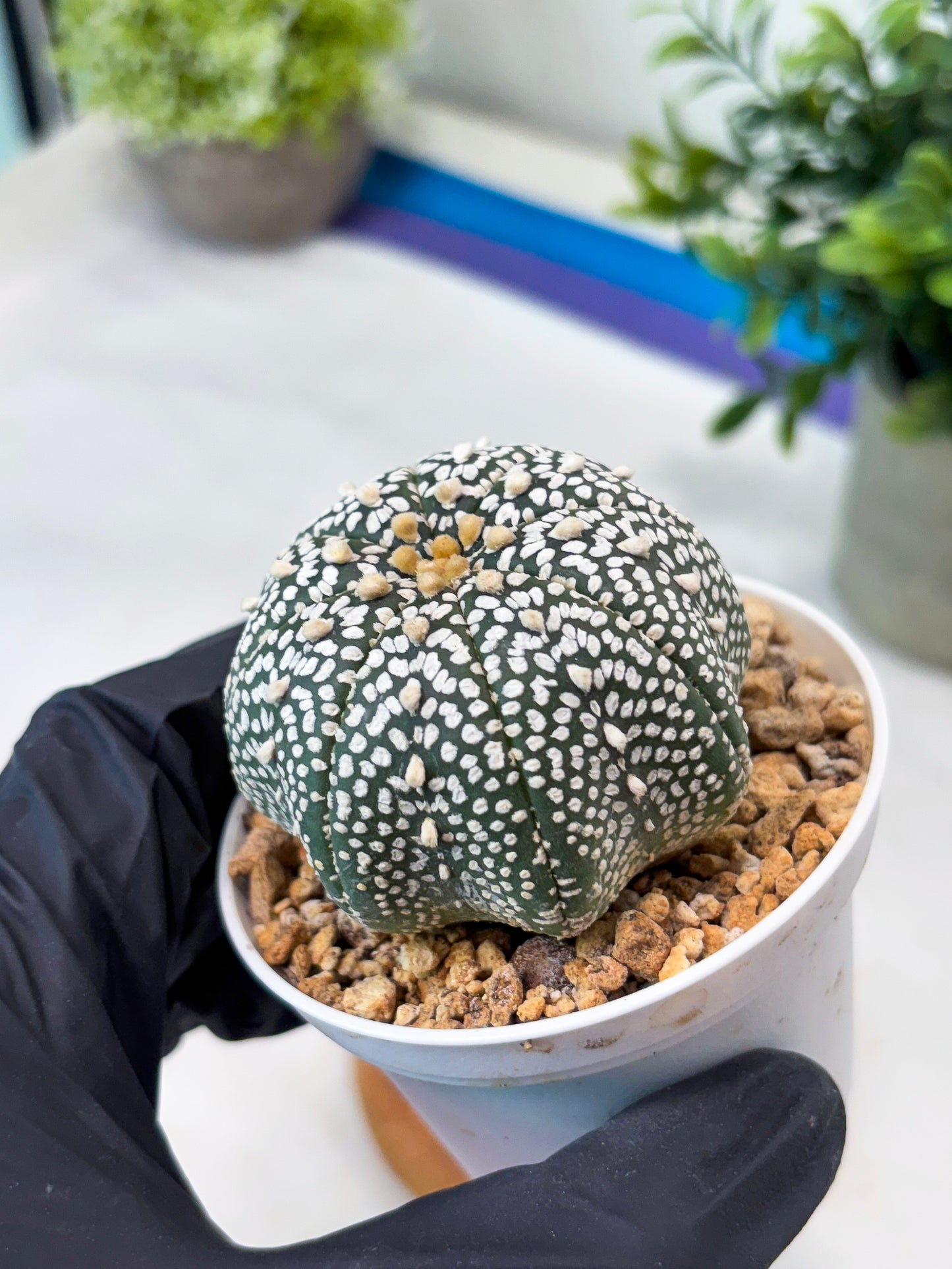 Astrophytum Super Kabuto (T8) (g2) | Imported Cactus