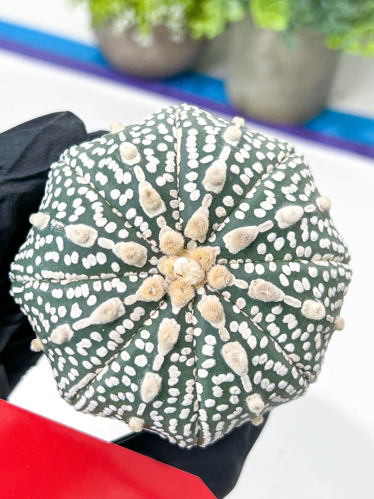 Astrophytum Super Kabuto (#T7B) | Las Vegas Botanical Shop | 3" Pot