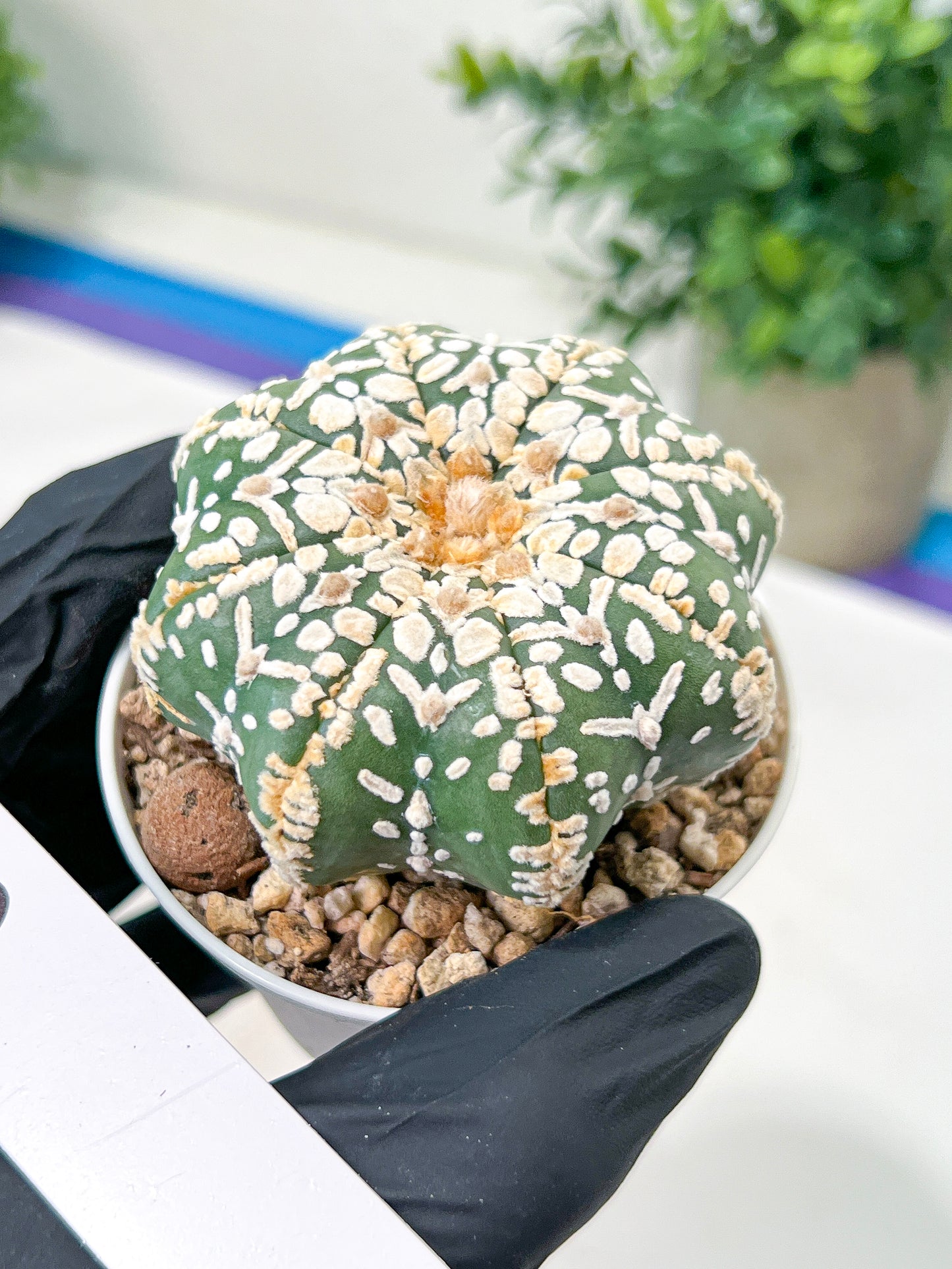 Astrophytum V-Type (#T4A) | Las Vegas Plant Shop | 3" Pot