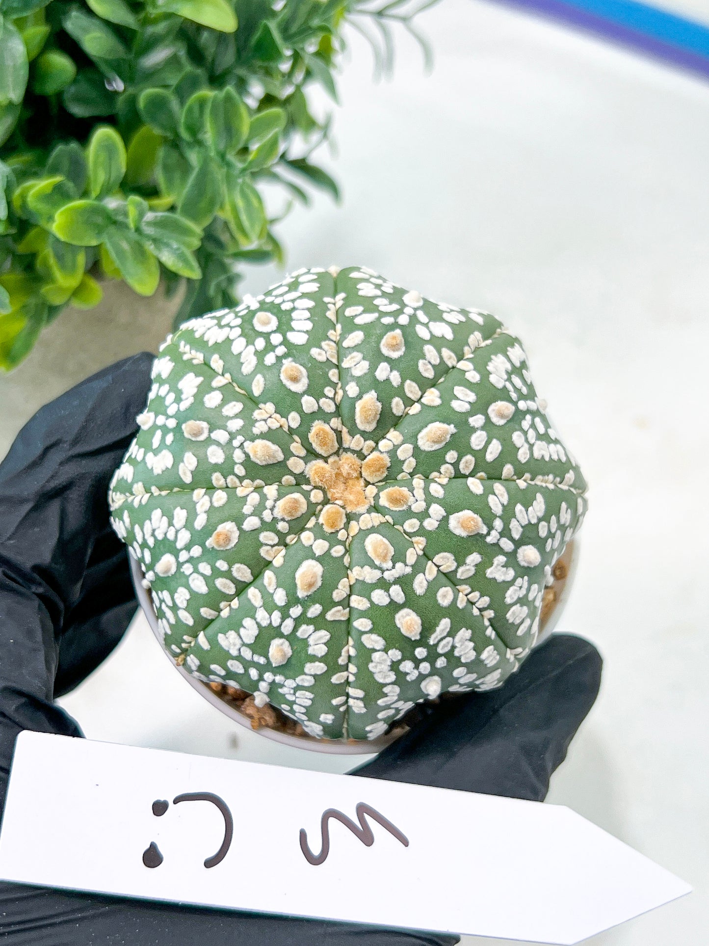Astrophytum Super Kabuto (#T7B) | Las Vegas Botanical Shop | 3" Pot