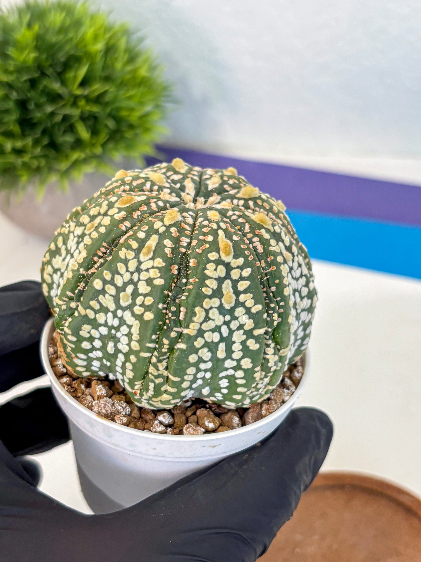 Astrophytum Super Kabuto (at10) (06) | sand dollar cactus