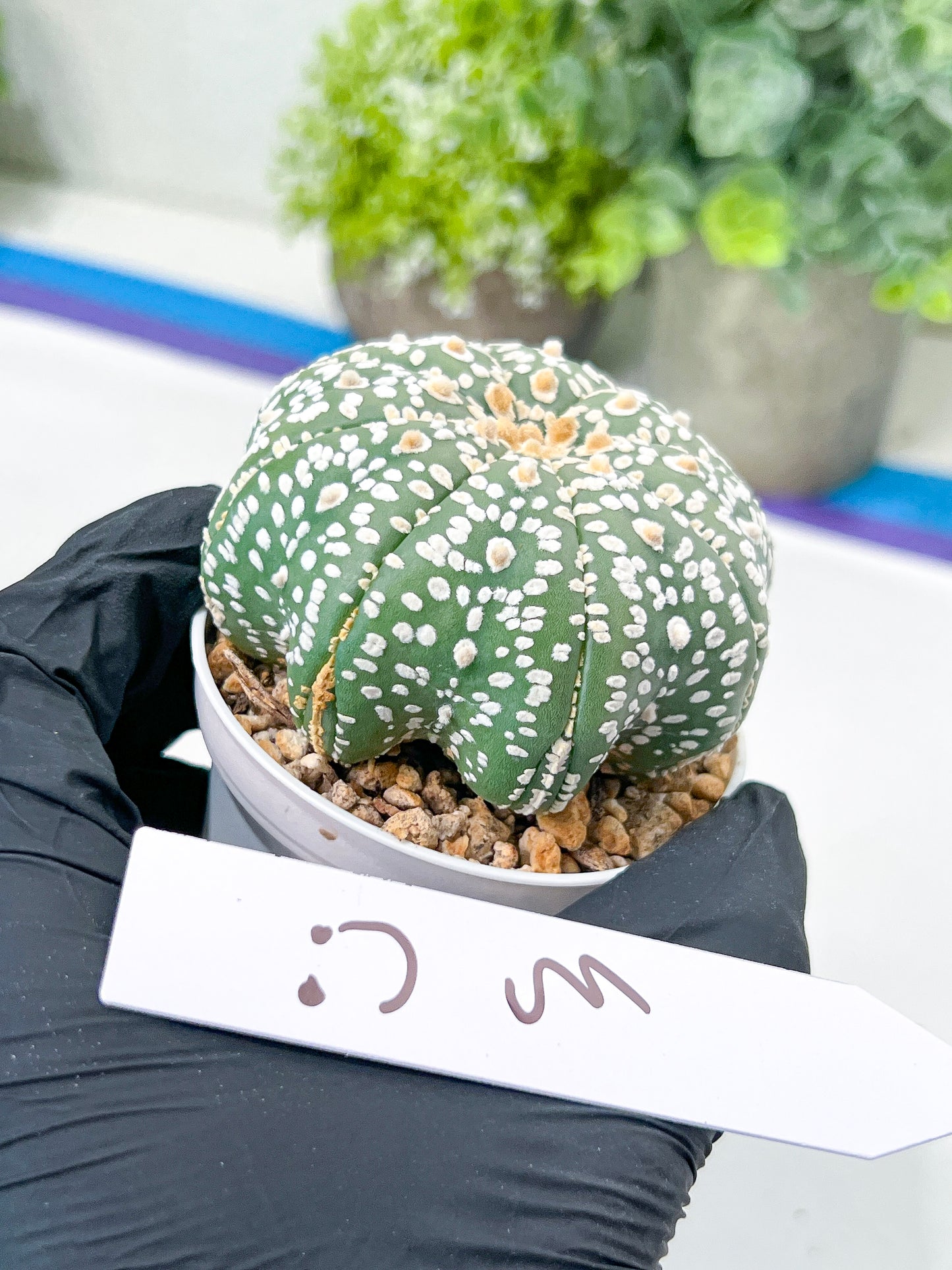 Astrophytum Super Kabuto (#T7B) | Las Vegas Botanical Shop | 3" Pot