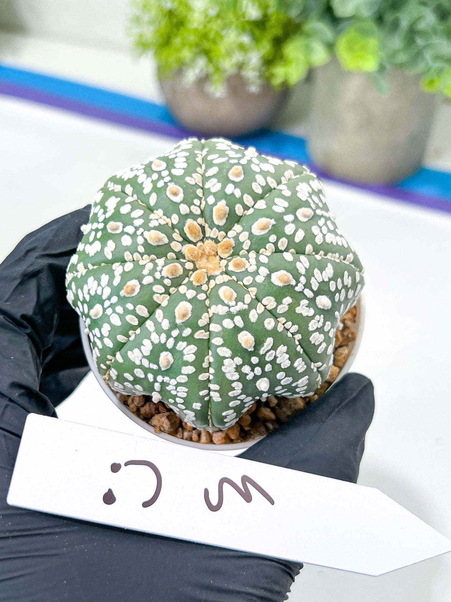 Astrophytum Super Kabuto (#T7B) | Las Vegas Botanical Shop | 3" Pot