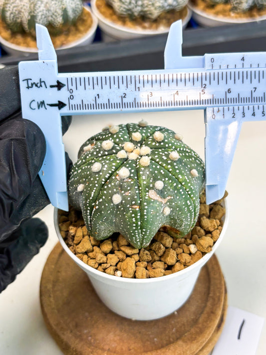 Astrophytum Star Shape (at3) (p1) | Very Rare Cactus