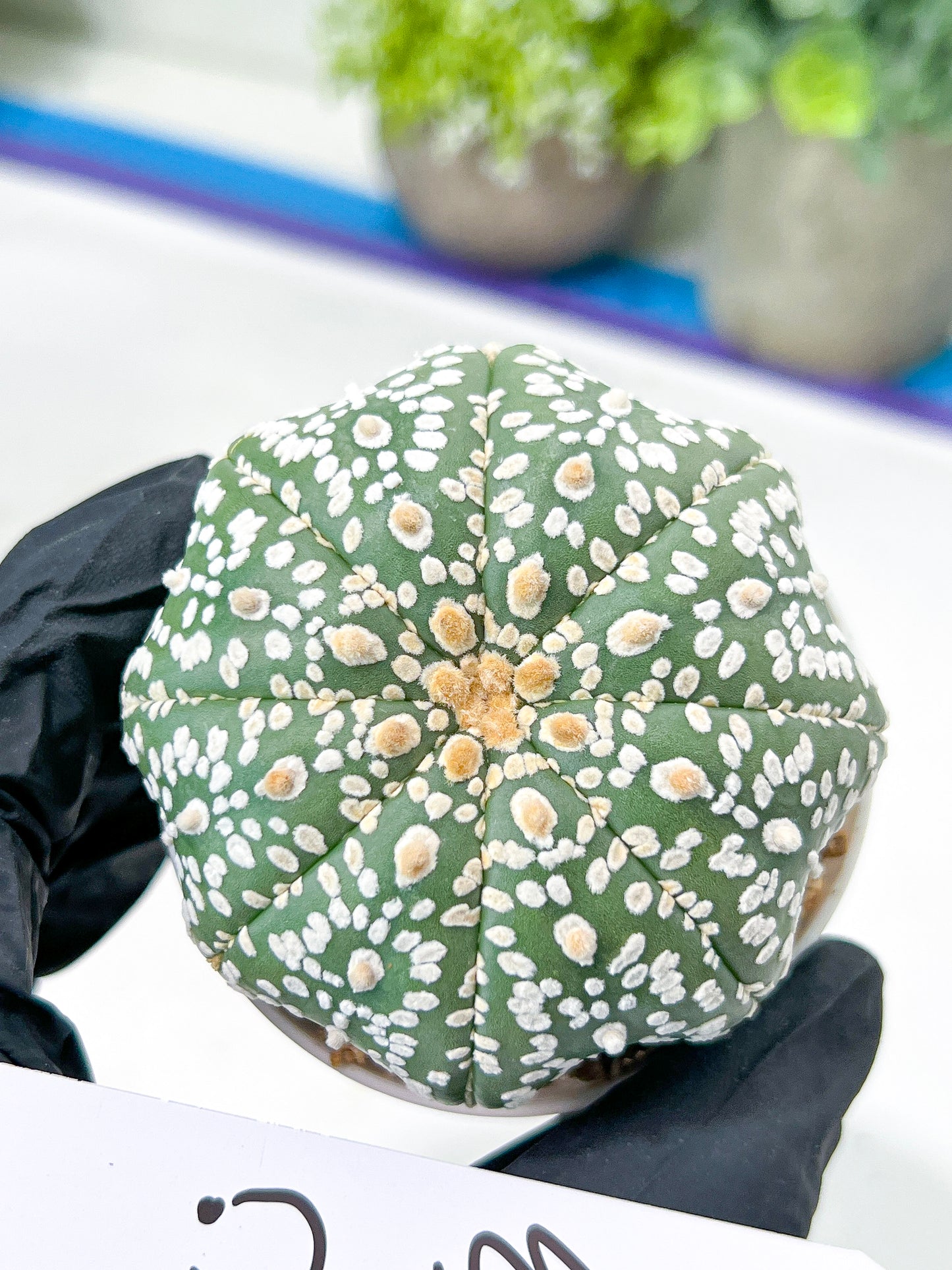 Astrophytum Super Kabuto (#T7B) | Las Vegas Botanical Shop | 3" Pot