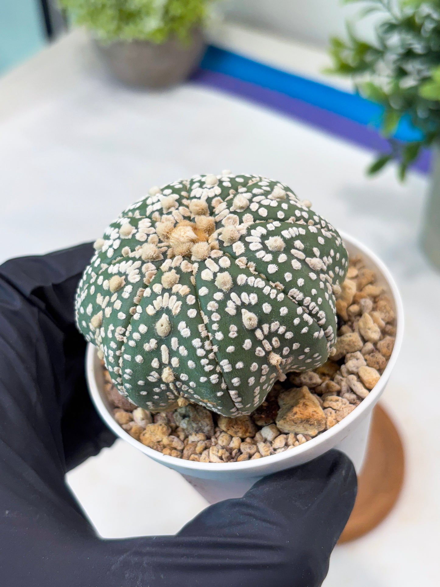 Astrophytum Super Kabuto (T8) (g4) | Imported Cactus
