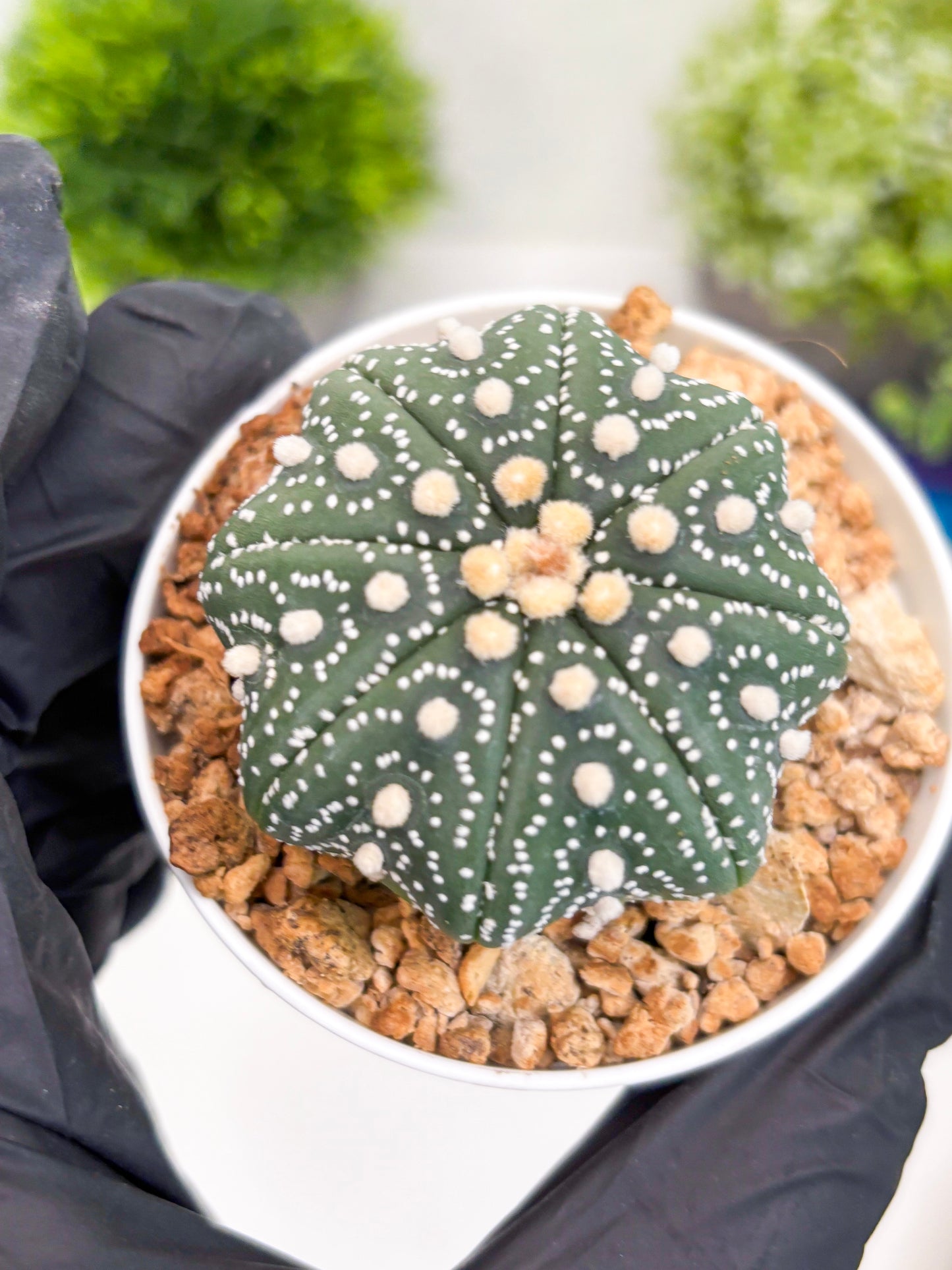 Astrophytum Super Kabuto (t7) (y2) | Imported Plants | 3" Pot