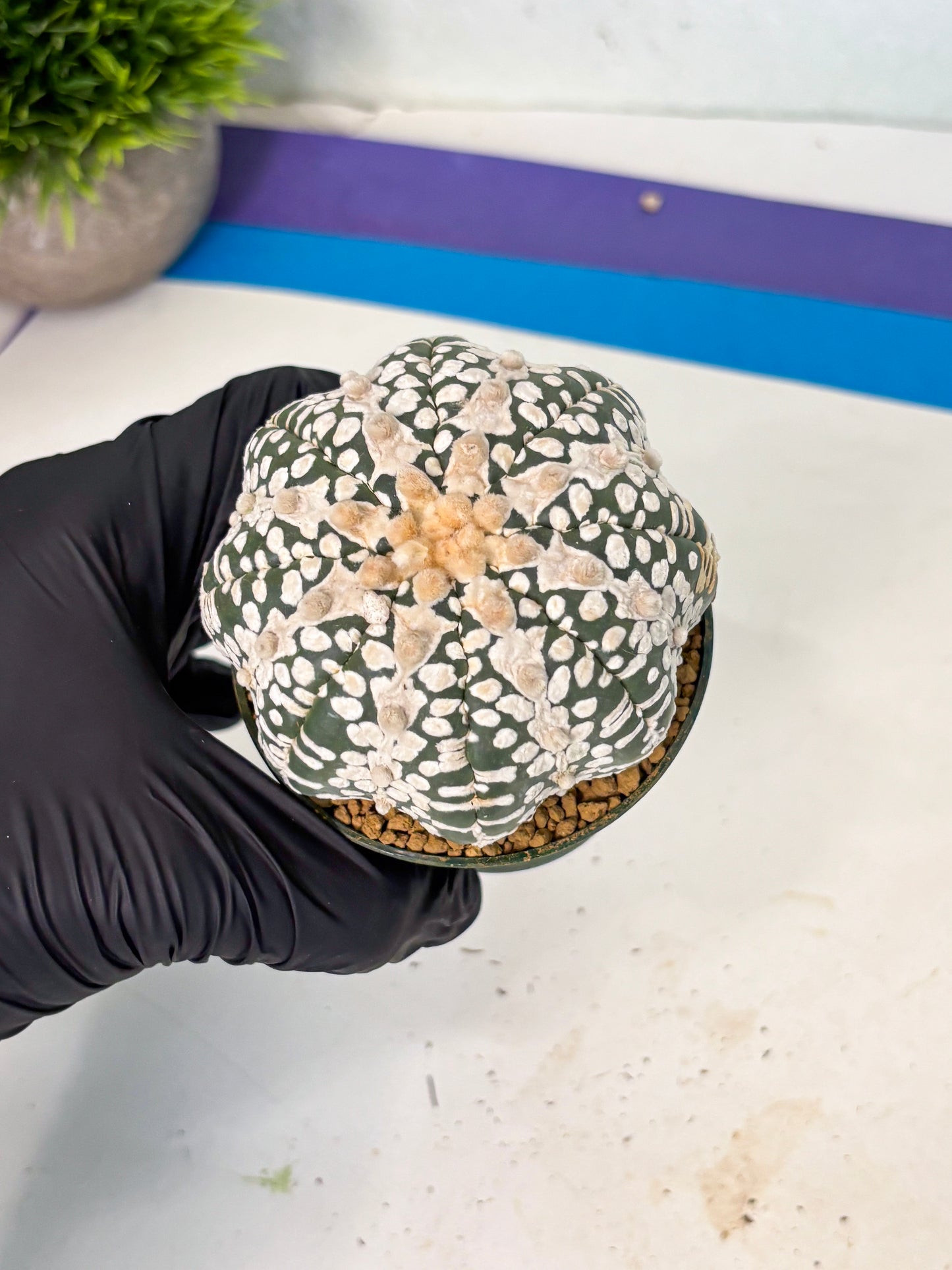 Astrophytum V-Type (at6) (y1) | Rare Star Cactus