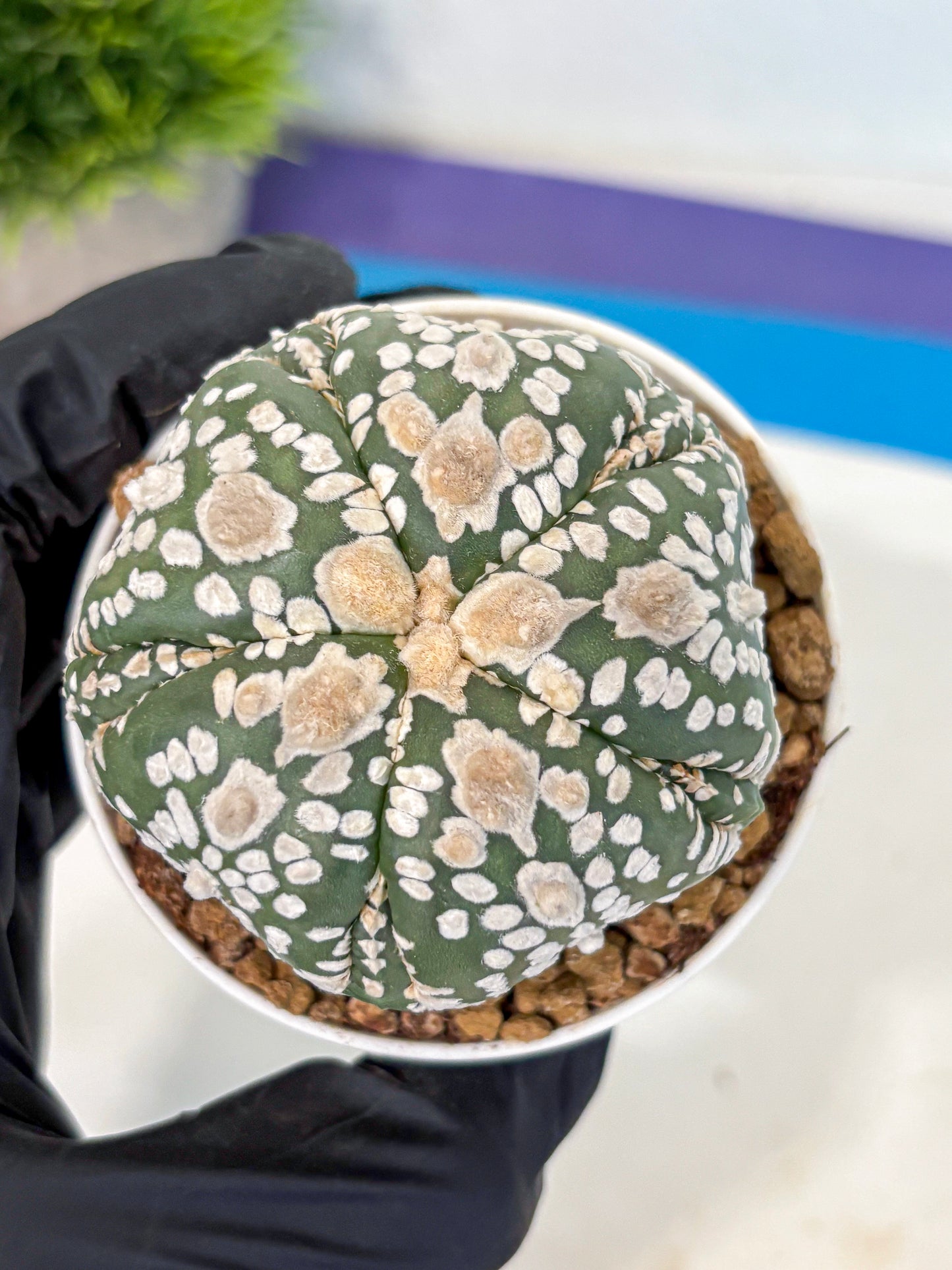 Astrophytum 5-Ribs (at7) (y4) | Living Rocks