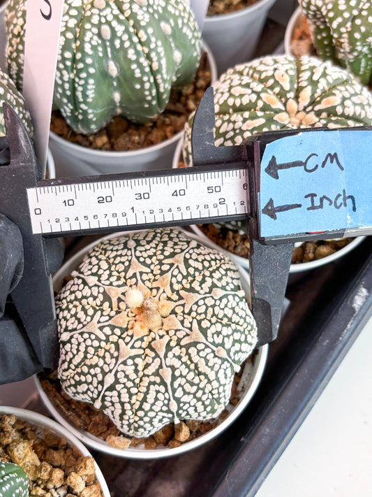 Astrophytum V-Type (t7) (y3) | Imported Plants | 3" Pot