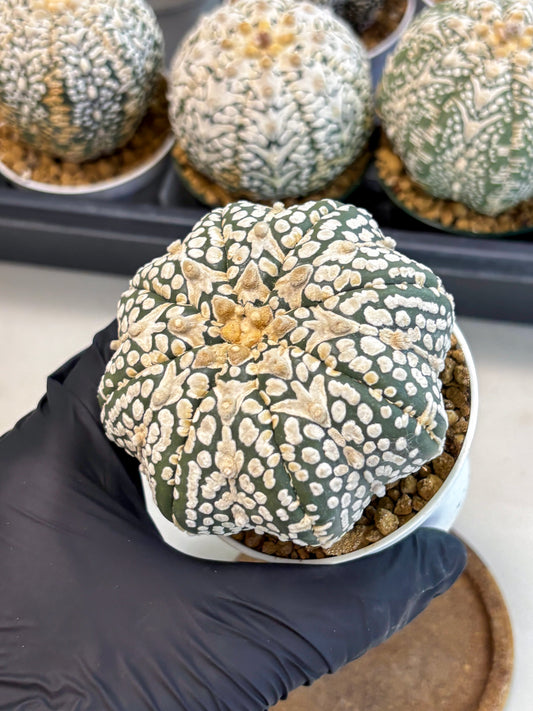 Astrophytum V-Type (at6) (y2) | Rare Star Cactus