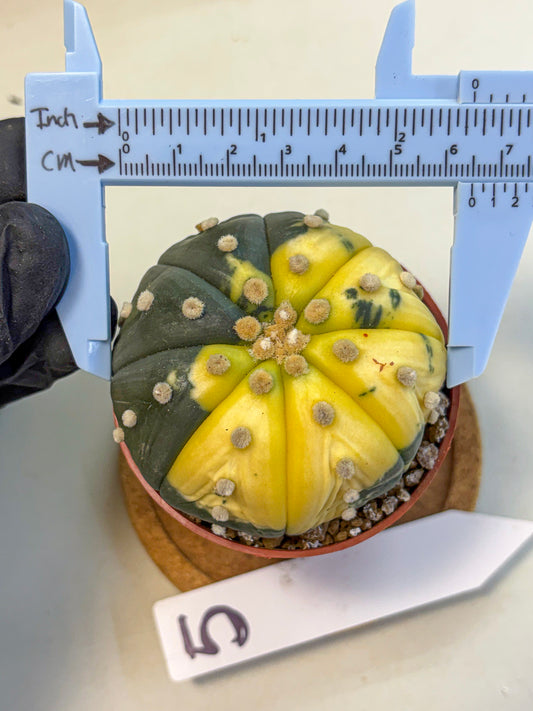 Astrophytum Variegated (at9) (05) | Rare Plant | Live Cactus