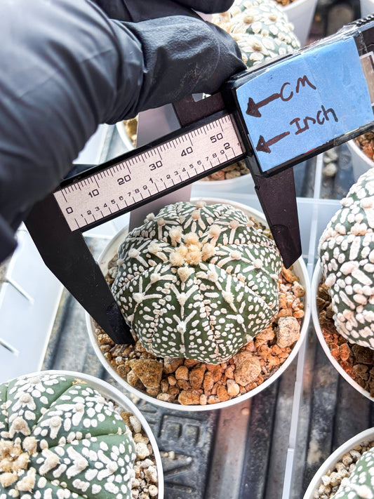 Astrophytum V-Type (T8) (b5) | SHIP from USA
