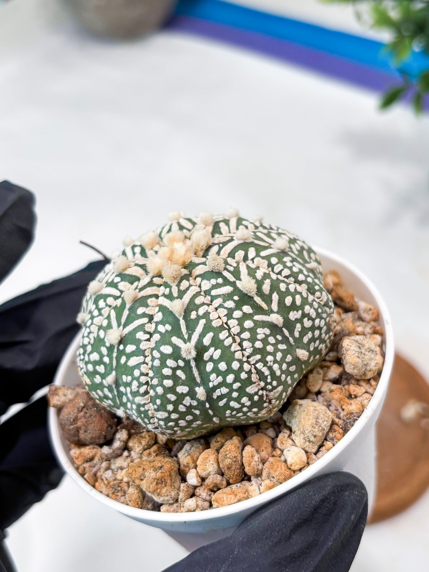 Astrophytum V-Type (T8) (b5) | SHIP from USA