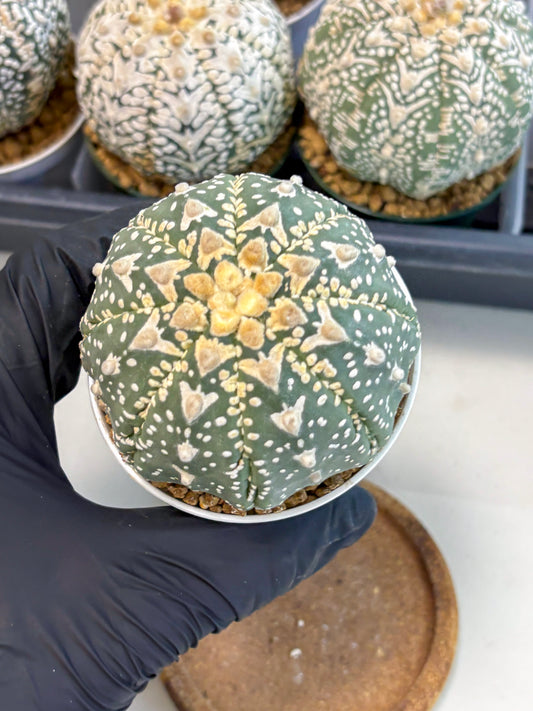 Astrophytum V-Type (at6) (y3) | Rare Star Cactus
