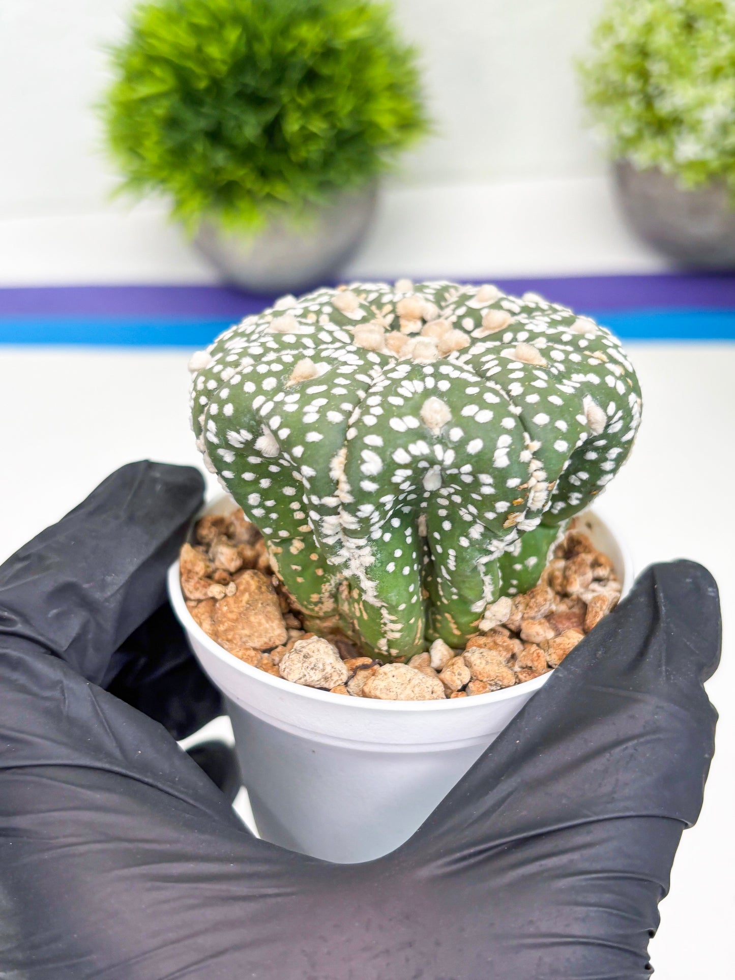 Astrophytum Super Kabuto (t7) (y5) | Imported Plants | 3" Pot