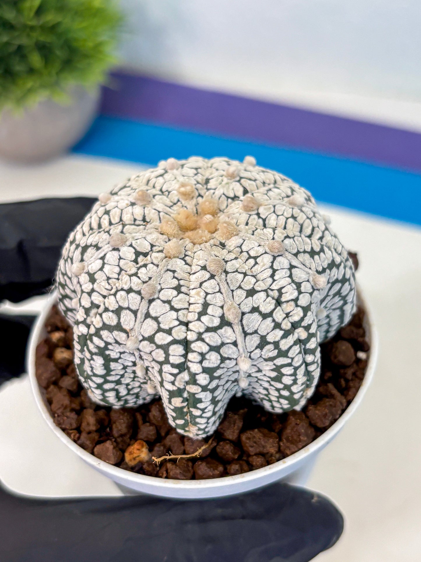 Astrophytum V Type (at5) (04) | Sea urchin cactus