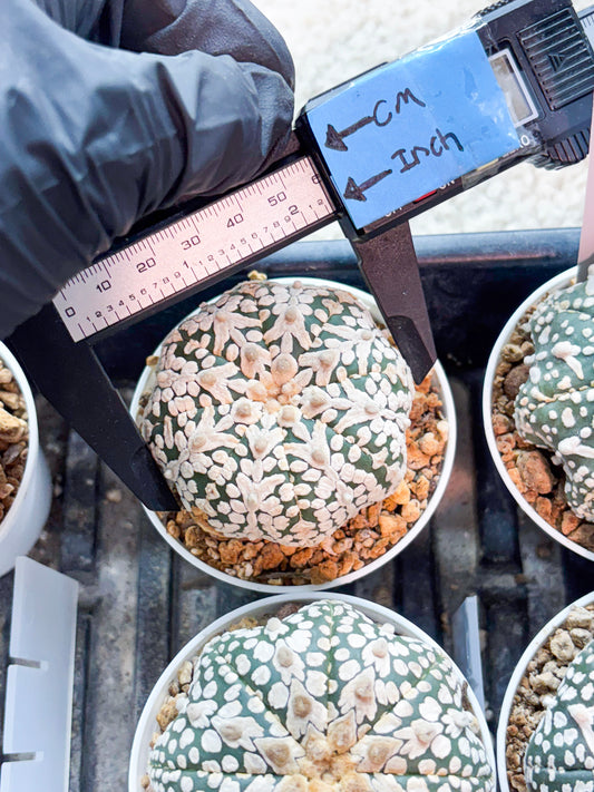 Astrophytum V-Type (T8) (b7) | SHIP from USA