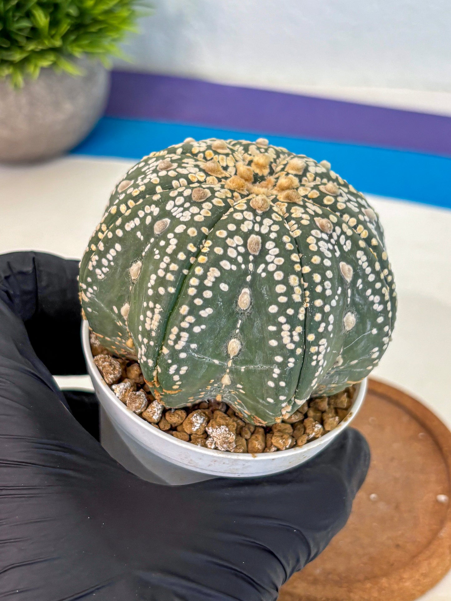 Astrophytum Super Kabuto (at10) (09) | sand dollar cactus