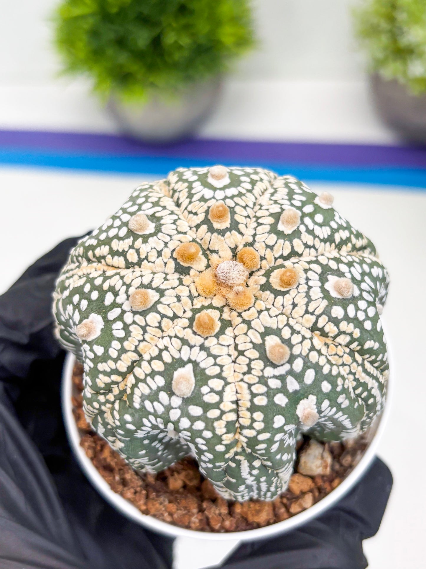 Astrophytum Super Kabuto (t7) (y6) | Imported Plants | 3" Pot