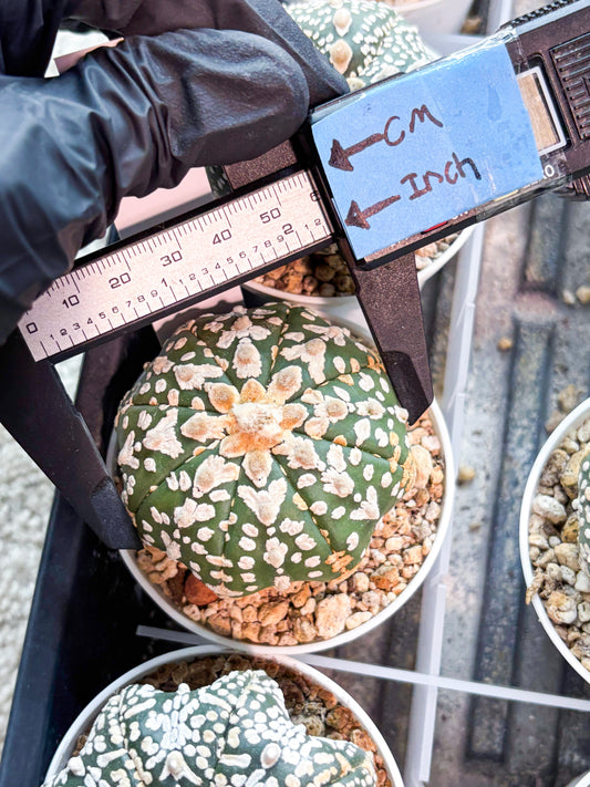 Astrophytum V-Type (T8) (y4) | Imported From Japan