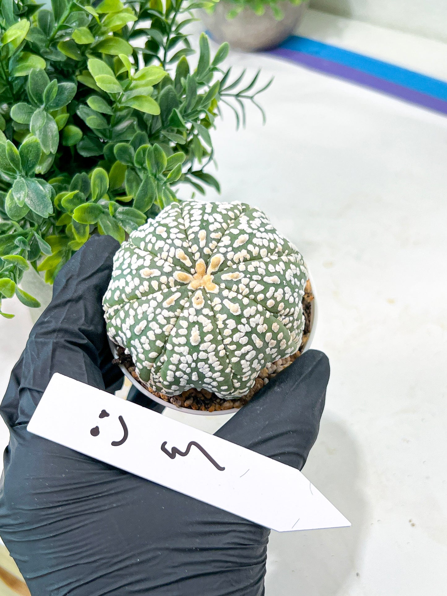 Astrophytum Super Kabuto (#T7C) | Las Vegas Botanical Shop | 3" Pot