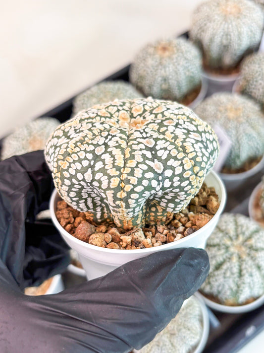 Astrophytum Super Kabuto (t7) (y7) | Imported Plants | 3" Pot