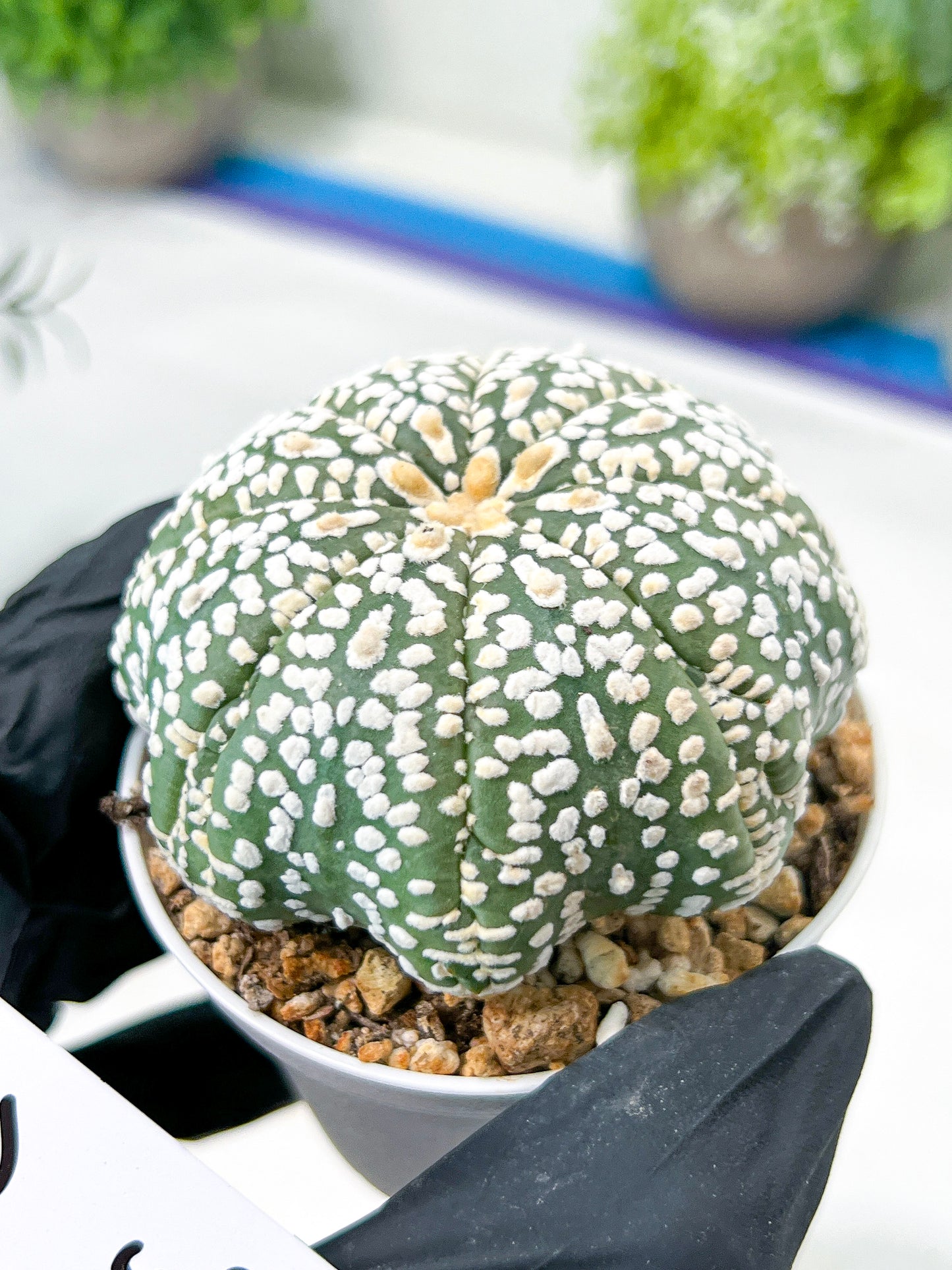 Astrophytum Super Kabuto (#T7C) | Las Vegas Botanical Shop | 3" Pot