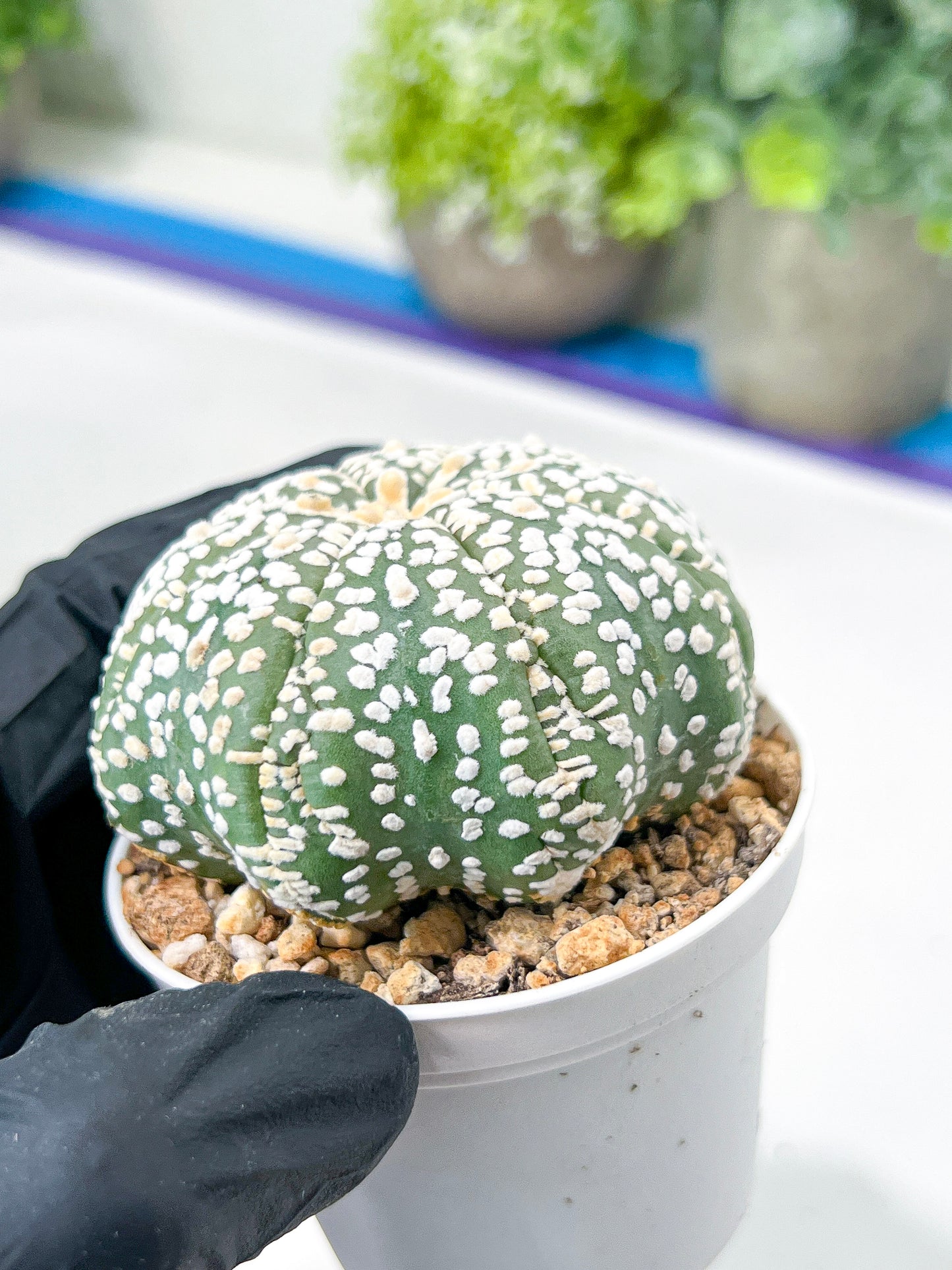 Astrophytum Super Kabuto (#T7C) | Las Vegas Botanical Shop | 3" Pot