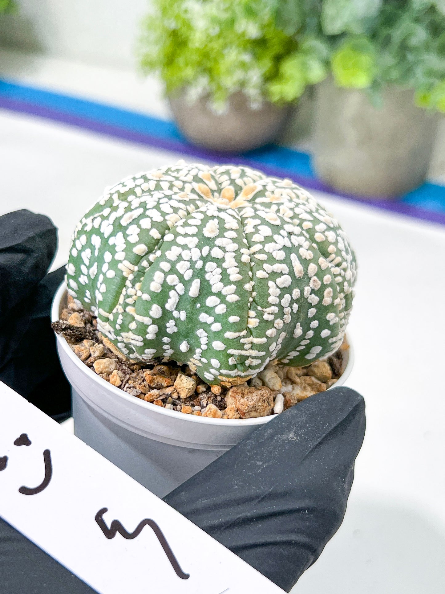 Astrophytum Super Kabuto (#T7C) | Las Vegas Botanical Shop | 3" Pot