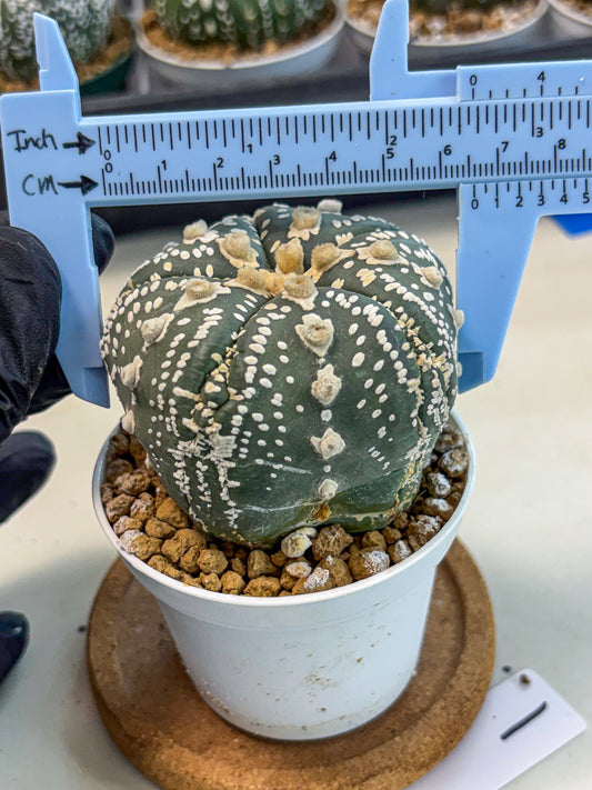 Astrophytum 5-Ribs (at7) (b1) | Living Rocks