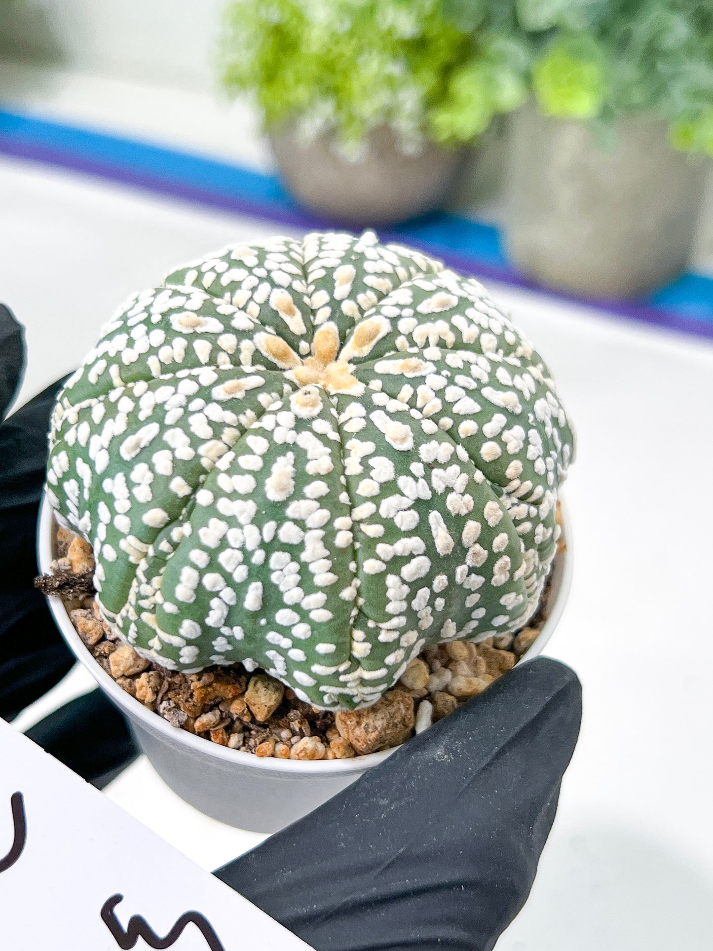 Astrophytum Super Kabuto (#T7C) | Las Vegas Botanical Shop | 3" Pot