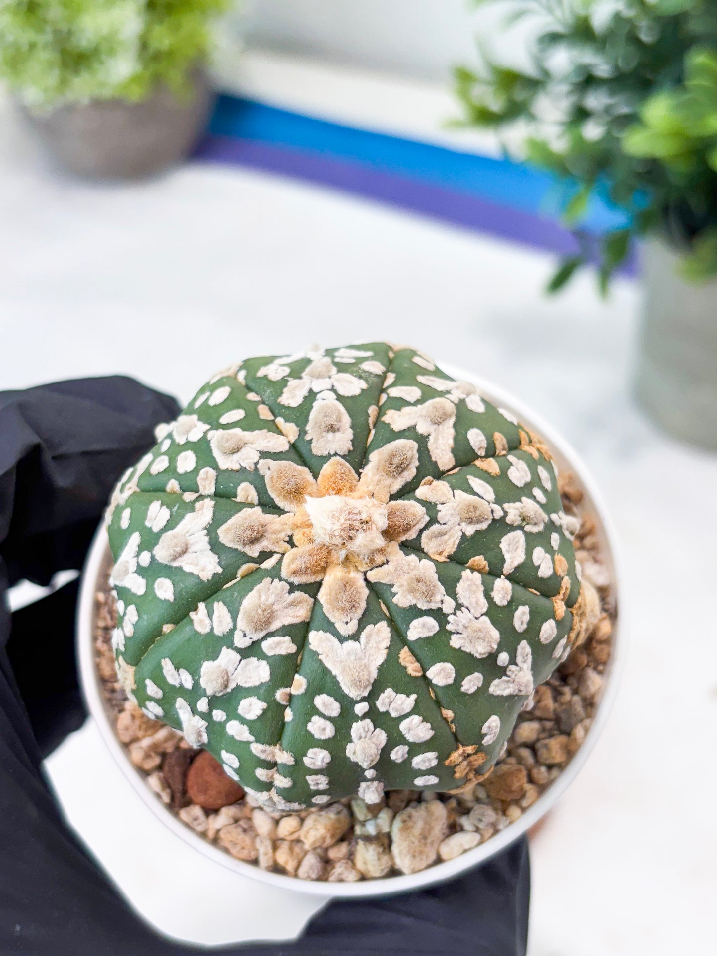 Astrophytum V-Type (T8) (y4) | Imported From Japan