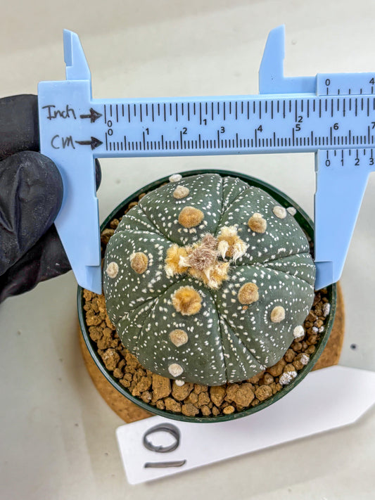 Astrophytum Fukuryu (at8) (10) | Rare Plant | Succulent Cactus