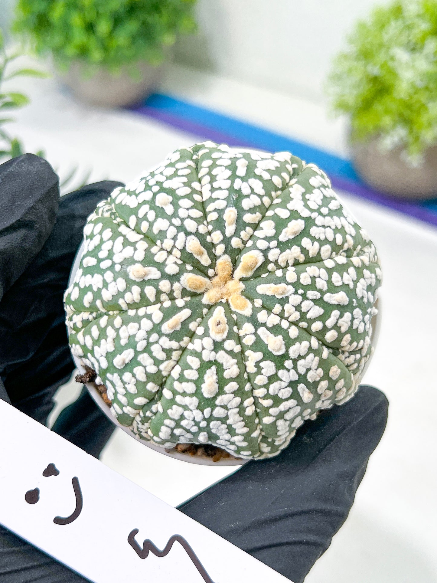 Astrophytum Super Kabuto (#T7C) | Las Vegas Botanical Shop | 3" Pot
