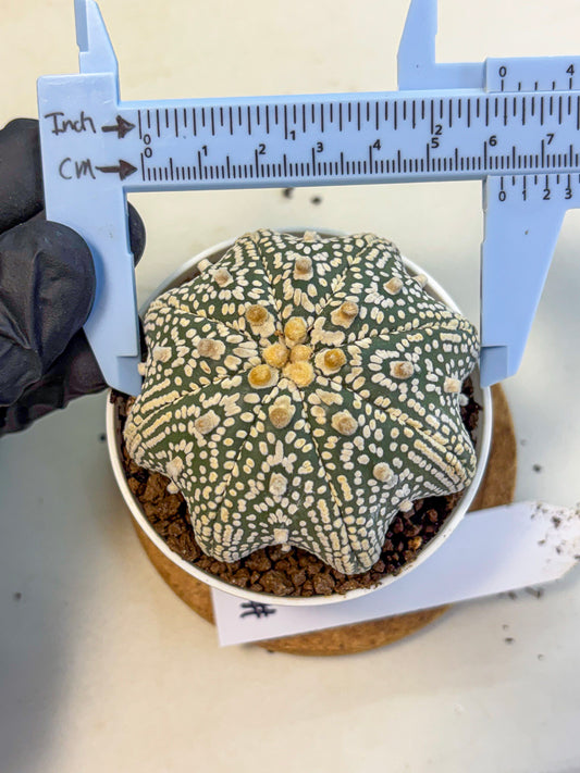 Astrophytum V Type (at5) (05) | Sea urchin cactus