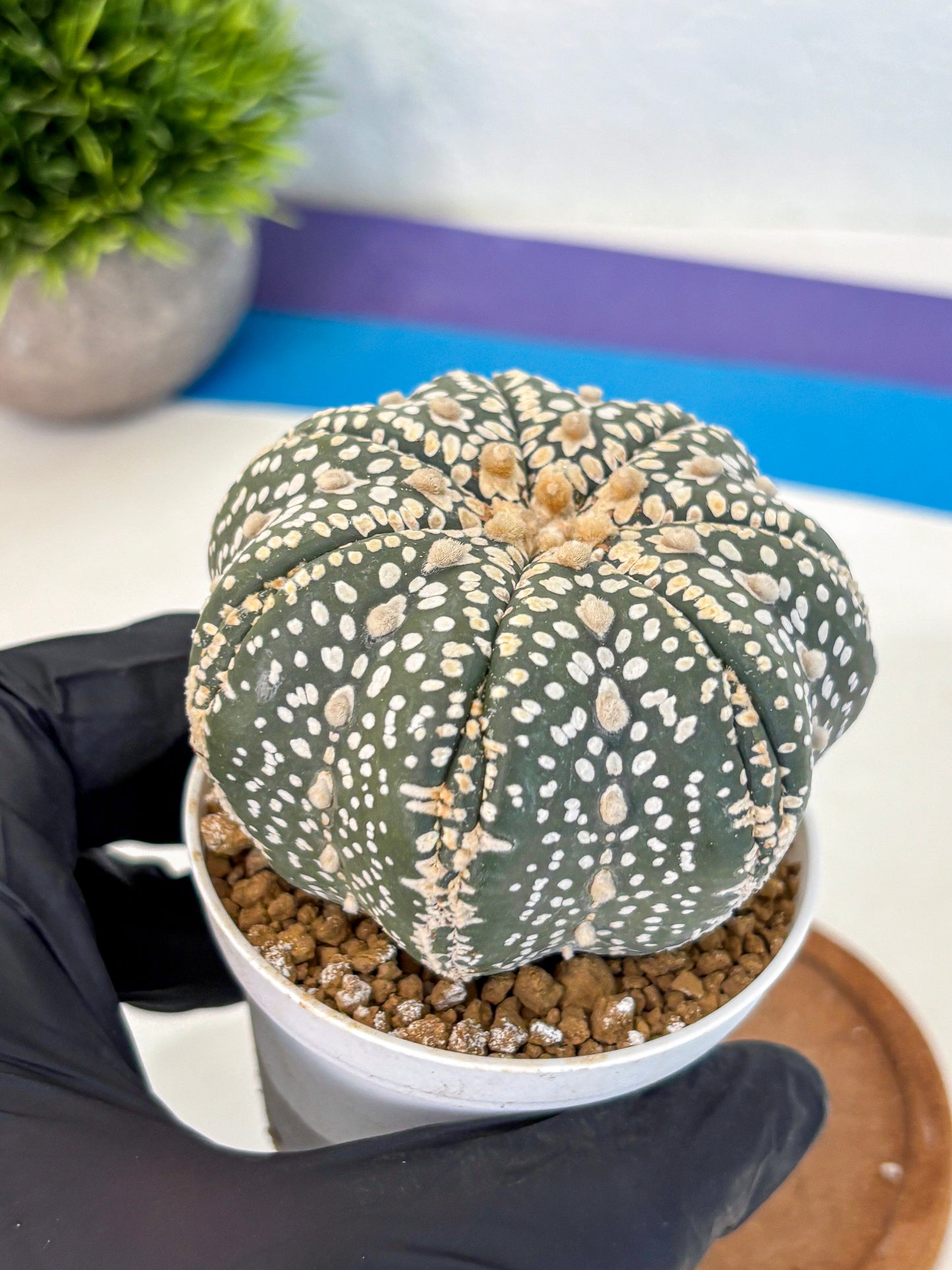 Astrophytum Super Kabuto (at10) (10) | sand dollar cactus