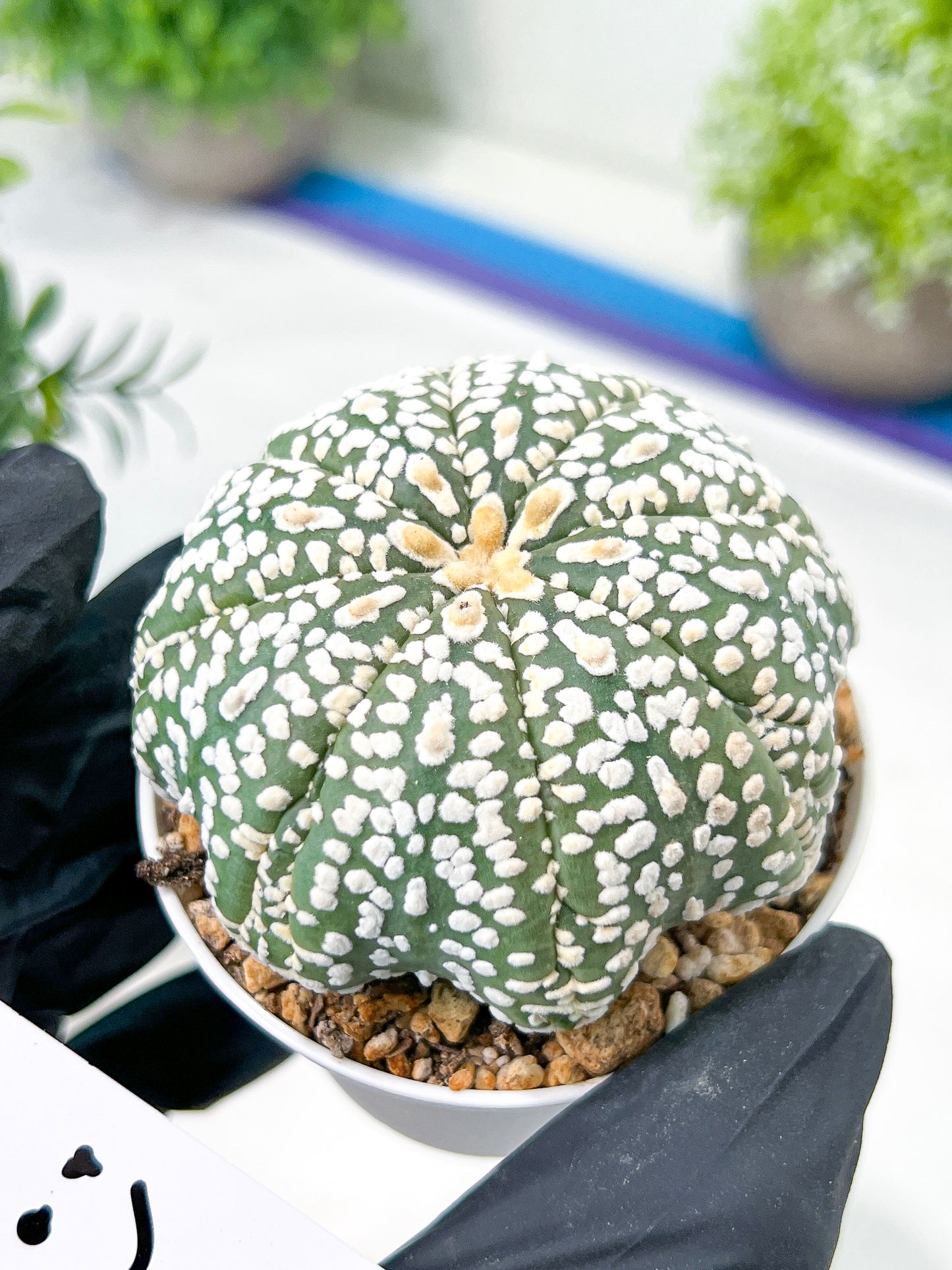 Astrophytum Super Kabuto (#T7C) | Las Vegas Botanical Shop | 3" Pot