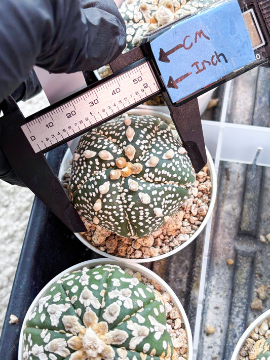 Astrophytum 5-Rib (T8) (y5) | Imported From Japan