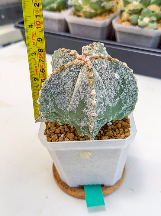 Astrophytum myriostigma (gg) | Desert Plant