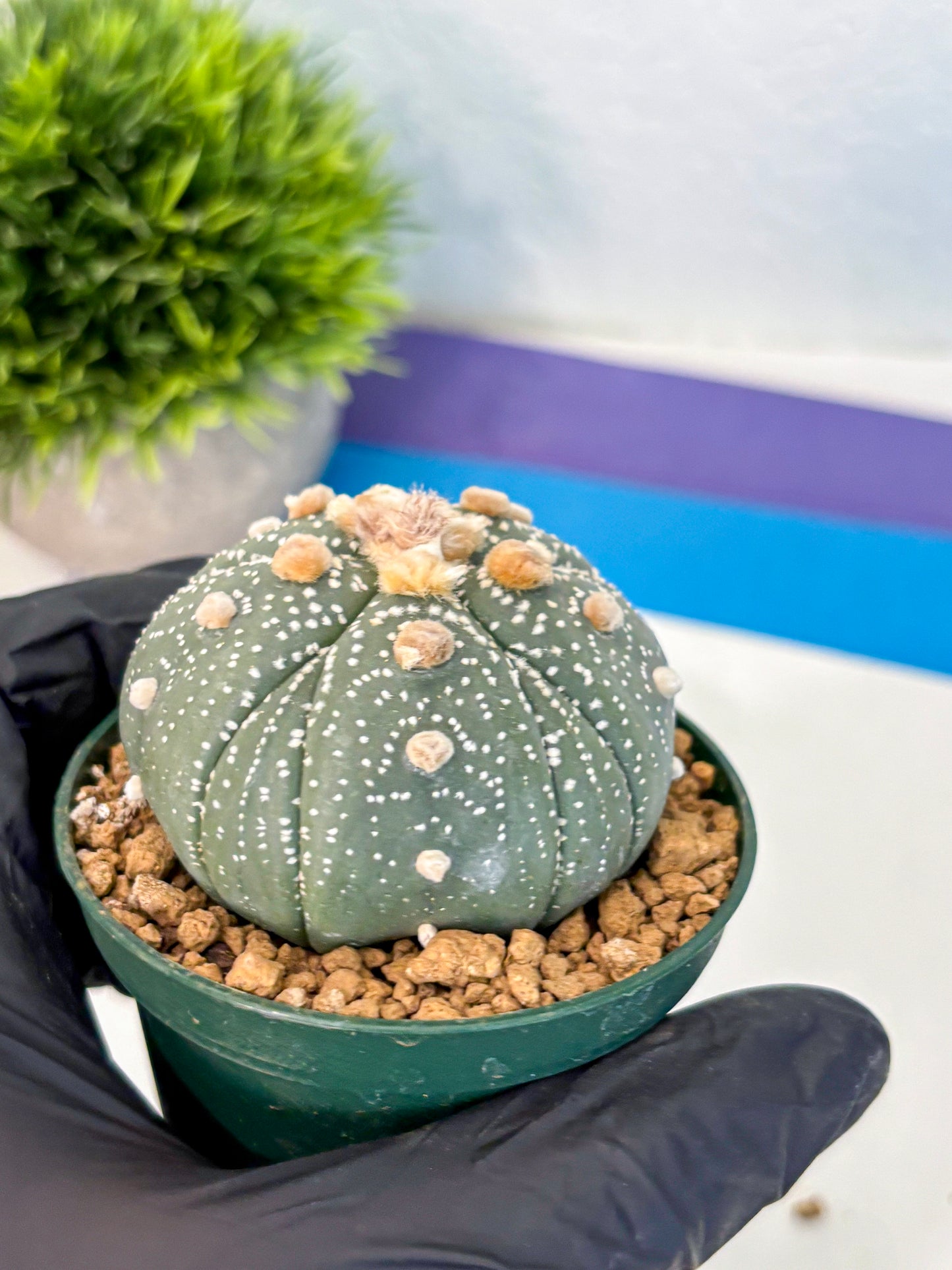 Astrophytum Fukuryu (at8) (10) | Rare Plant | Succulent Cactus