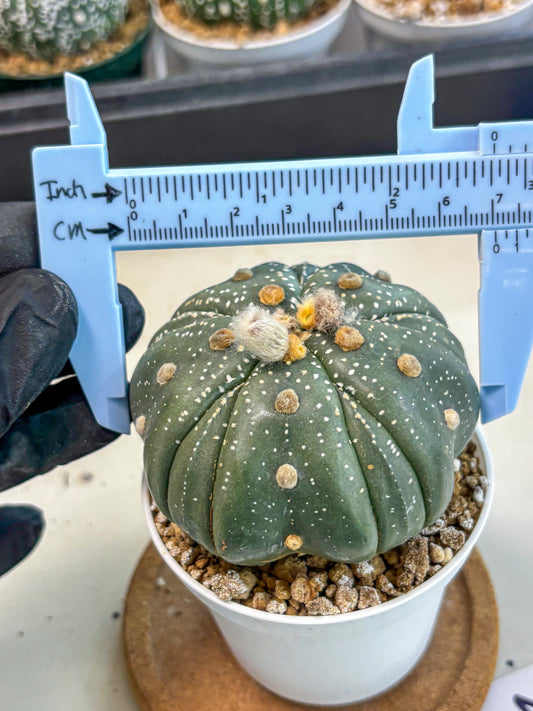 Astrophytum 5-Ribs (at7) (b2) | Living Rocks