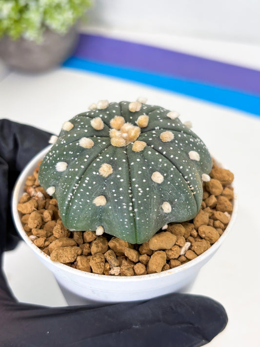 Astrophytum Star Shape (at3) (p5) | Very Rare Cactus