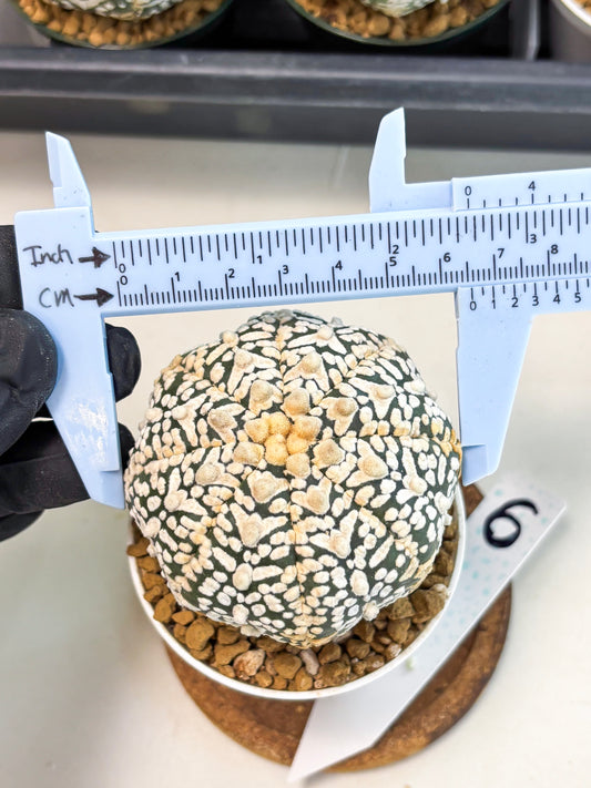 Astrophytum V-Type (at6) (y6) | Rare Star Cactus