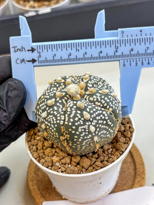 Astrophytum Fukuryu (at8) (11) | Rare Plant | Succulent Cactus