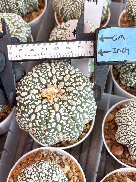 Astrophytum Super Kabuto (t7) (b3) | Imported Plants | 3" Pot