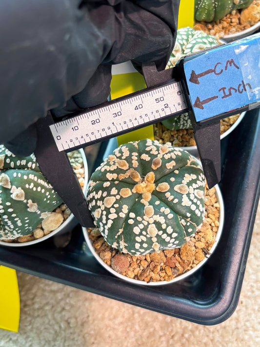 Astrophytum 5-Rib (T11) (y1) | Imported From Taiwan
