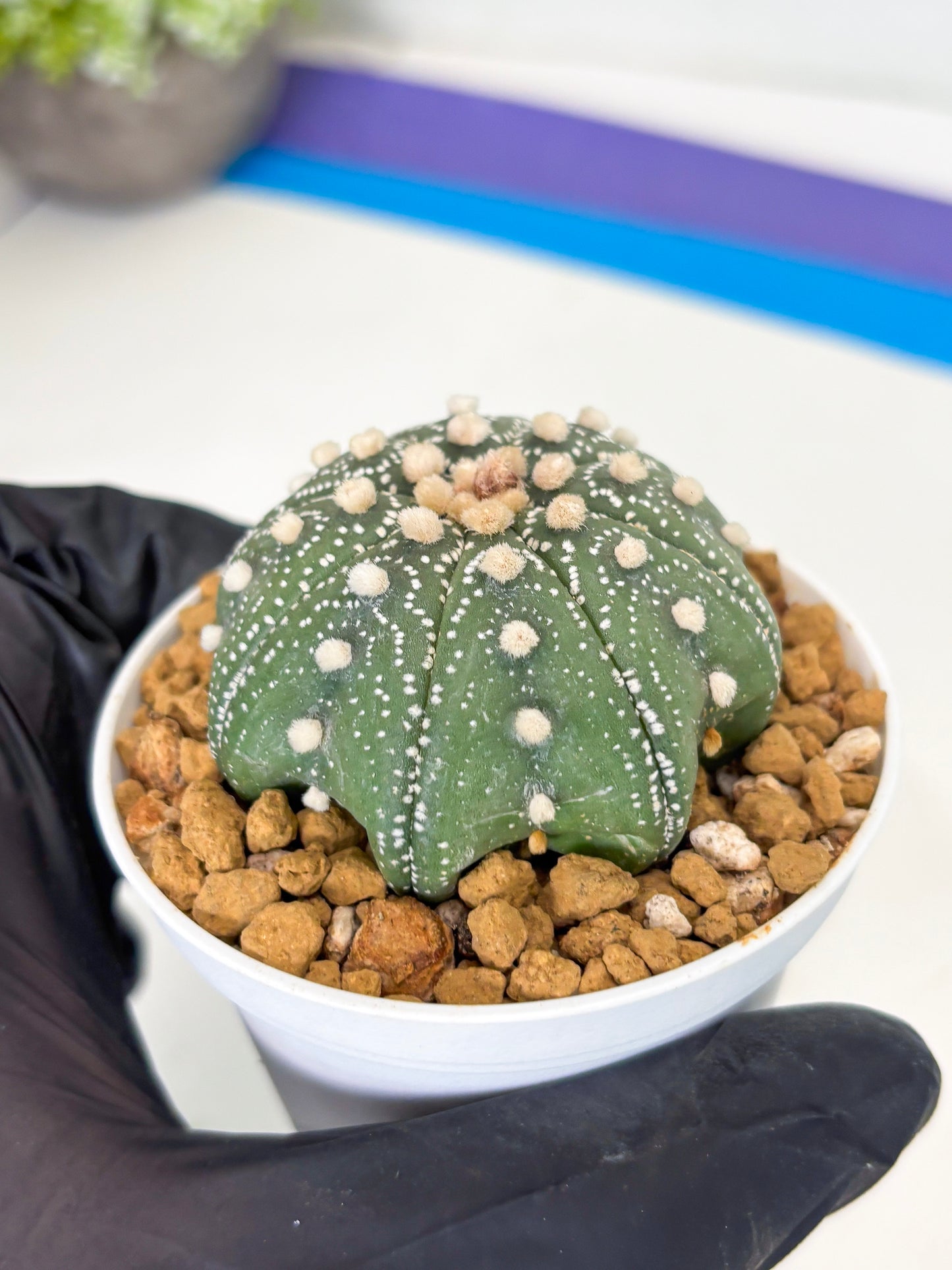 Astrophytum Star Shape (at3) (p6) | Very Rare Cactus