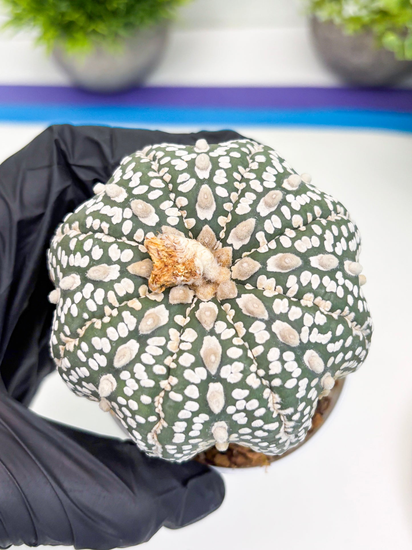 Astrophytum Super Kabuto (t7) (b3) | Imported Plants | 3" Pot